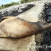 lion_sea_galapagos_spz_h_0024_ecu1719.jpg